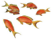 Walls of the Wild Goldfish Fish