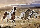 Desert Horses york wallpaper wall mural