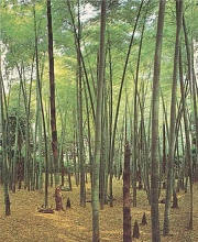 Bamboo Grove Wall Mural PR1401