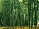 Bamboo Plantation Japan Wall Mural