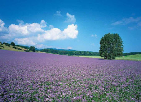 Lavender Plantation Wall Mural DS8025 	