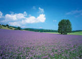 Lavender Plantation Wall Mural DS8025 	