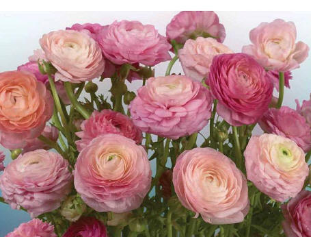Buttercaps Blooms Roses Wall Mural DS8056 	