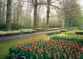 Tulips Garden Netherlands Wall Mural DS8064