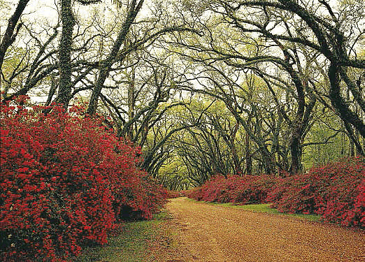 Red Flower Path Through Woods Mural 8069
