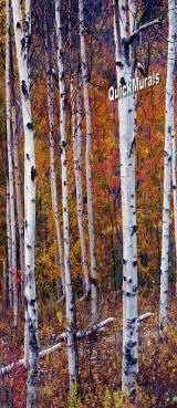 Autumn Birch 1-Piece Canvas Peel & Stick Wall/Door Mural