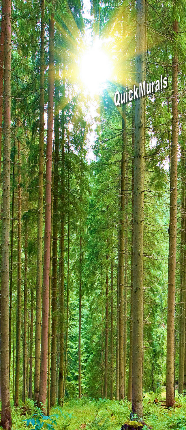 Sunlit Forest Door Mural