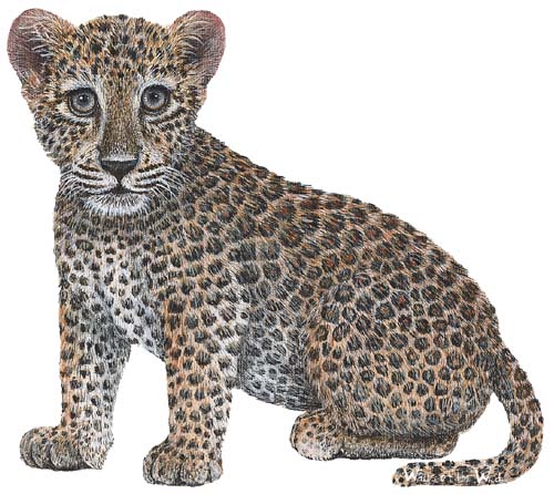 Walls of the Wild Peel & Stick Appliqué Leopard Cub 120515