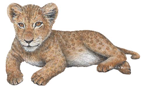  Walls of the Wild Peel & Stick Appliqué Lion Cub 110916 