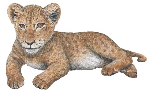  Walls of the Wild Peel & Stick Appliqu Lion Cub 110916 