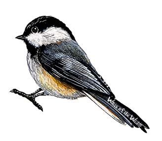 Walls of the Wild Peel & Stick Appliqu Chickadee