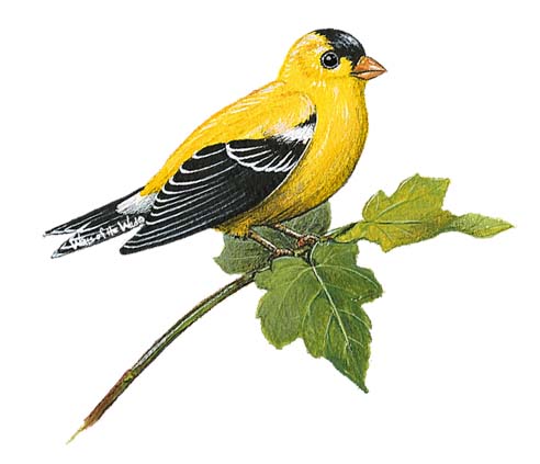 Walls of the Wild Peel & Stick Appliqu Goldfinch