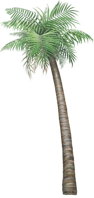 Walls of the Wild Peel & Stick Appliqu Palm Tree small