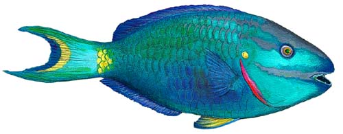 Walls of the Wild Peel & Stick Appliqu Parrotfish 