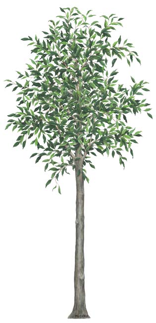 Walls of the Wild Peel & Stick Appliqué Tree
