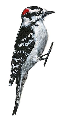 Walls of the Wild Peel & Stick Appliqué Woodpecker