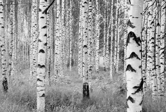 Birch Forest by Komar