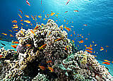 Coral Reef Self Adhesive Peel and Stick Wall Mural