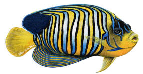 Walls of the Wild Regal Angelfish