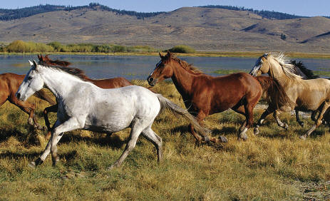 Wild Horses C838